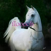 flooooh00 (@24305) Twitter profile photo
