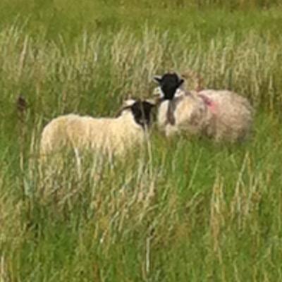 Shepherd on a large, very remote hill farm in North Northumberland. Likes listening to rock music and reading a wide variety of books.