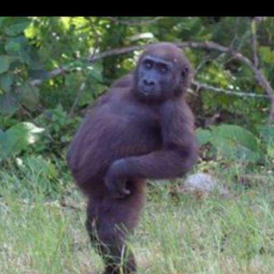 lancesshak2's profile picture. helping  people to smile and be happy 😂✌👍🙌🐵🐒 and my name is Lance and I'm a 🚹♐
