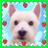 ブーちゃんのアイコン