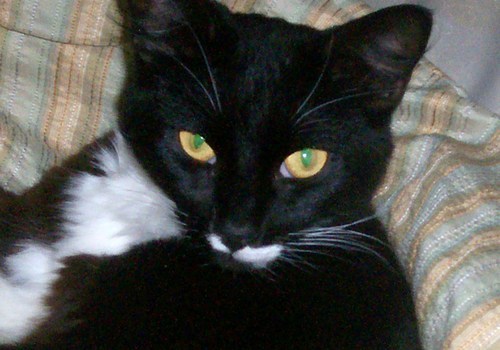 LOLCAT1984's profile picture. 