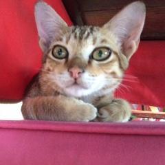 matju08's profile picture. 公務員を早期退職して、自分で商売を始めた６０近くのアントレプレナーです。
最近は、女子プロレス、特にスターダムにはまってます。
推しは鹿島沙希さん！