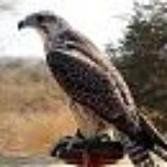 mygadafi1's profile picture. Finance / ACCA- SCCA خبير مالي وقانوني