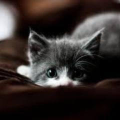 AllisonCliffor3's profile picture. 