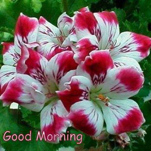 shivusire's profile picture. 