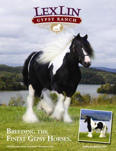 Breeding the finest Gypsy horses possessing conformation, sterling temperament, movement and expression...