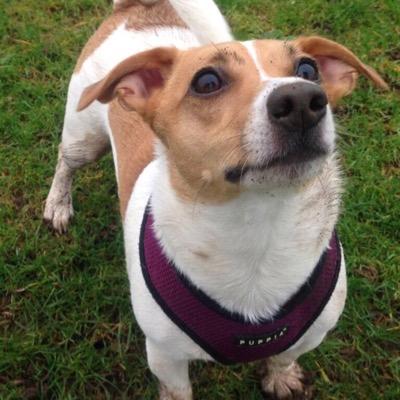 AbleMabelthedog's profile picture. I am 12.I lived with Rosie OTRB 12/03/23 Big sis Lily OTRB 06/01/21 🌈🌈 I have a new bro Pete from Second Chance Dog Rescue ❤️. #TheAviators #ZSHQ