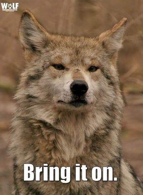 themistyrat's profile picture. 