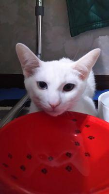 猫好き、将棋好きのパパ餌だい稼ぎさんのプロフィール画像