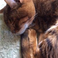Carol Steinberg ☮ (@csteinbe07) 's Twitter Profile