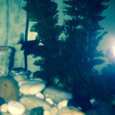 AngleAlyah_twin's profile picture. my YouTube channel Alyah Figueroa and my friends are important to me and so as my family.