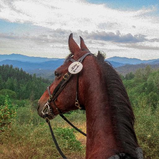 Horseback riding and photography the perfect match!