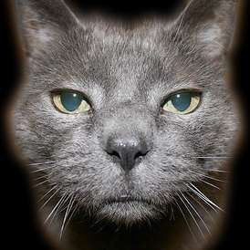 elaverick's profile picture. 