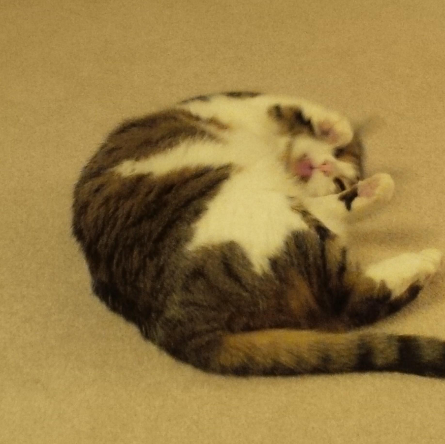 Ess_Ell13's profile picture. 