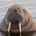 The Walrus (@xxwalrushd) Twitter profile photo The Walrus (@xxwalrushd) Twitter profile photo