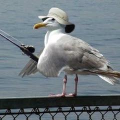 seagull sully