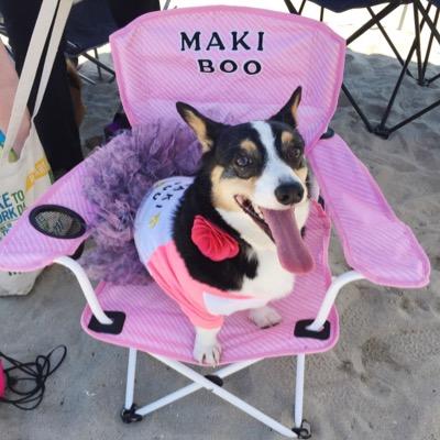 Rescue Babe. #CorgiCon Chief ExecuNoms Officer Instagram: @Corginista Email:corginista@gmail.com