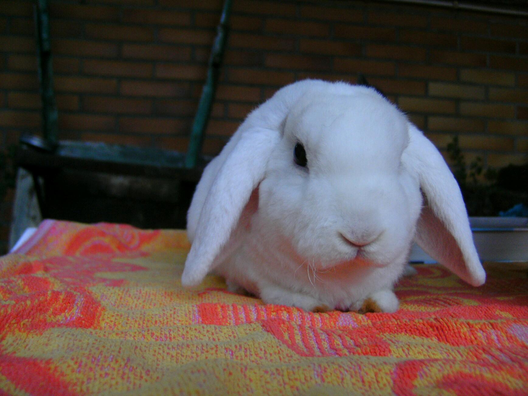 Nerdish by nature&perfect,the way I am. Nightowl. Bookworm. Good cook,good eater. Speedy driver. Mother of 2 🐰🐰
🌈🐰Babyboy Hermann😭
#TeamCarrotCottage 🐇
