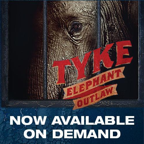 A gripping documentary film about a circus elephant that made history. #TykeElephantOutlaw
Watch it now on iTunes in the UK & Ireland: http://t.co/kiHnTbGAY0