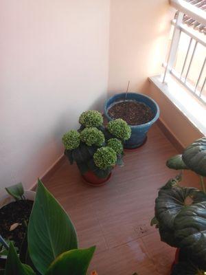 galvez1981's profile picture. 