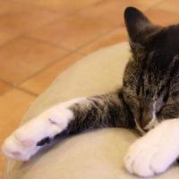 昼寝猫 (@tcv2catnap) 's Twitter Profile Photo