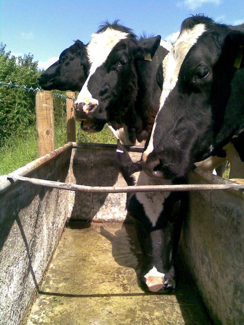 Hereward1's profile picture. 