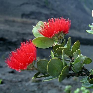 Hālau Nā Pua Lehua I Ka Ua Noe - perpetuating Hawaiian culture by teaching the traditions, language, & history of the Hawaiian people. http://t.co/ZvR0bRCRhp