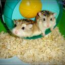 Stella Pang - @stellapang - Twitter