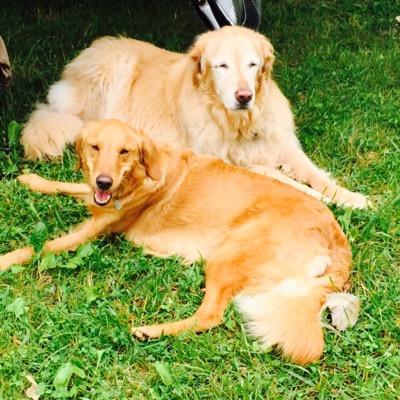 We love our Goldens