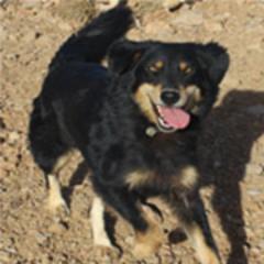 My name is Scarlet and I am looking for a forever home.