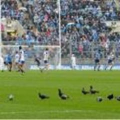 CrokePigeons's profile picture. Born in D1, never fly far from the nest. Love the GAA and a bit of grass seed.