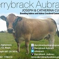 Derrybrack Aubracs(@Aubracs) 's Twitter Profile Photo