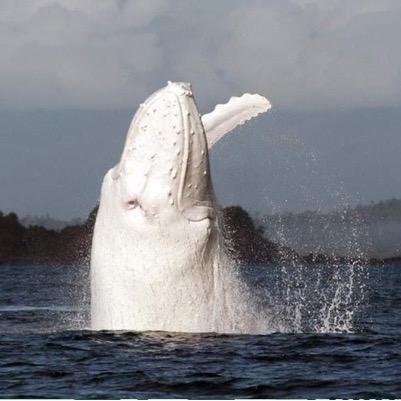 MIGALOO is an all White Humpback Whale. The White Whale Research Centre and Great Barrier Reef Legacy work jointly to raise awareness on our marine environment