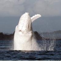 Migaloo the Whale(@Migaloo1) 's Twitter Profile Photo