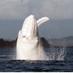 Migaloo the Whale (@migaloo1) Twitter profile photo Migaloo the Whale (@migaloo1) Twitter profile photo