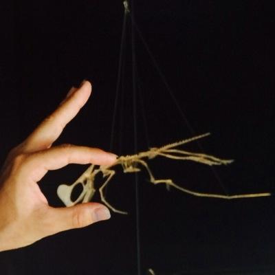 dg6pdg6p's profile picture. 歩くタンパク質よ