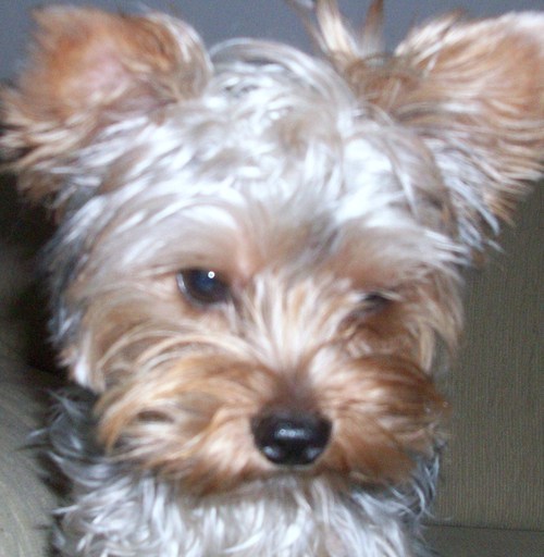 julianajobim's profile picture. 