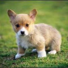 ak_twitts's profile picture. - Congress Supporter
- RSS opposer
- Role Models: Gandhi and Nehru