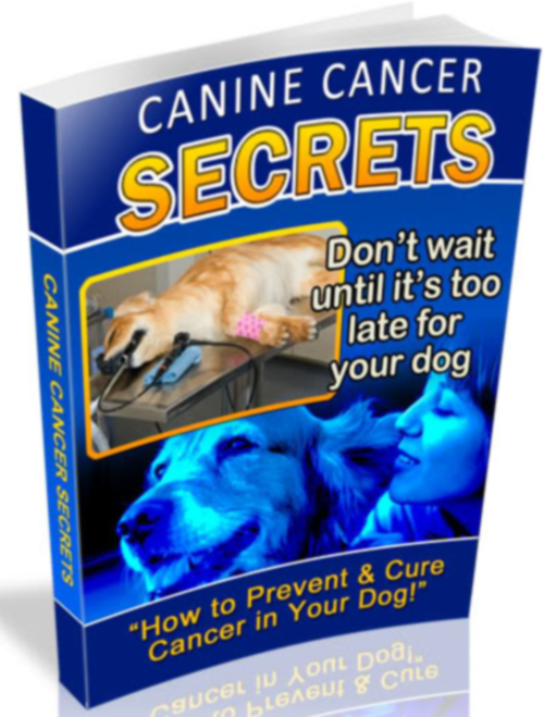 Dog Health Care Help in the prevention and treatment of cancer in dogs http://t.co/Pp4i2L7xqR