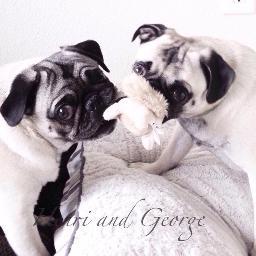 The adventures of Connecticut Pug Grumble Henri, George, Victor, and Miss Lily,  Follow us on instagram @henriandgeorge