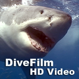 DiveFilm