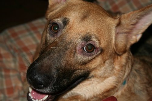 DreamsFood's profile picture. foodie, family-friendly, dog-lover, artsy, event-planner, and green thinker...