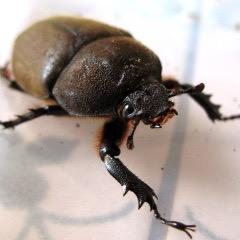 カブトムシのメスに似てる人bot Kabutomesu64 Twitter