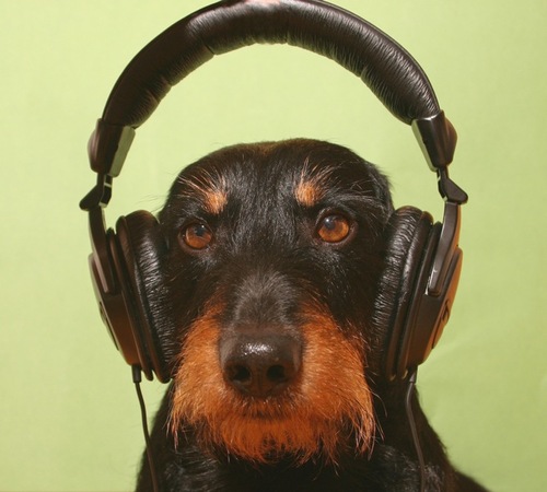 airrus's profile picture. 