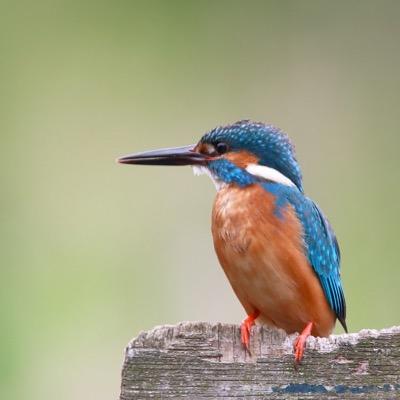 A two-day conference designed to honor & celebrate stories about birds.