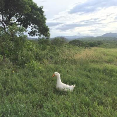 Orgullosos Productores Panameños, criadores y comercializadores del mejor Pato Pekin