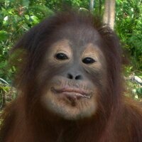 Krista Orangutan (@orangutan2) 's Twitter Profile