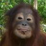 orangutan2's profile picture. Spokesperson for orangutan🦧 wildlife and habitat conservation.Sometimes a diva.Trying to Keep Calm despite being an endangered species.See me on YouTube.