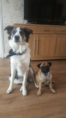 Lolathepugpup's profile picture. Follow us on our daily trips and adventures. Me Lola the Pug and my not so little brother Blue the Collie :)