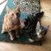 Oscar & Pixie (@purrpals2015) Twitter profile photo Oscar & Pixie (@purrpals2015) Twitter profile photo